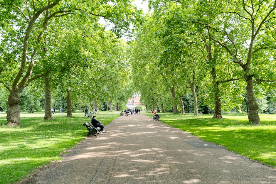 A wide, paved pathway in a lush park lined with evenly spaced mature trees with thick trunks and vibrant green foliage, creating a canopy overhead. The pathway is flanked by well-maintained grassy law